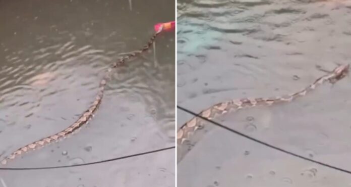 e-#fato:-pitons-gigantes-sao-vistas-nadando-em-ruas-alagadas-de-bali,-na-indonesia;-assista
