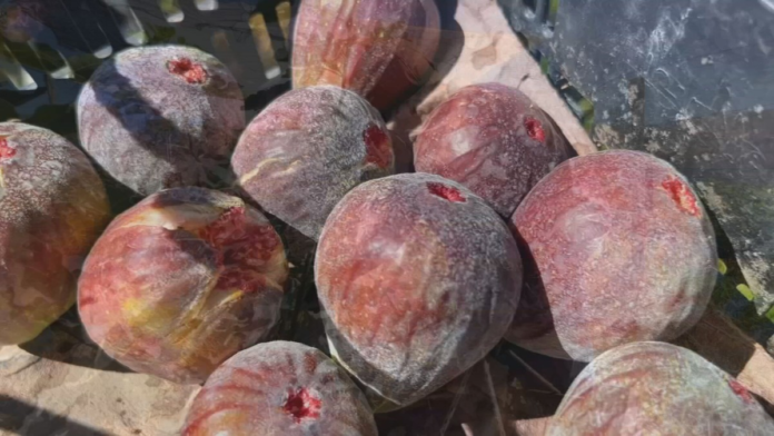 plantio-de-figo-atrai-produtores-do-sudoeste-de-sp