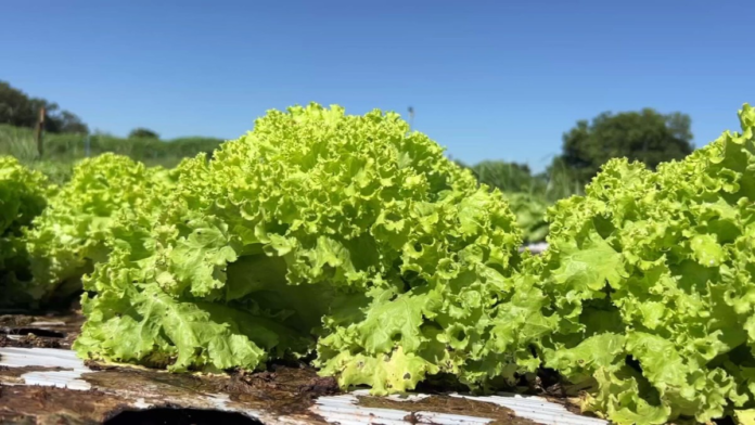 calor-pode-comprometer-producao-de-alface-em-muitas-regioes