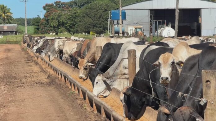 oferta-de-bezerros-diminui-e-custos-aumentam-para-pecuaristas