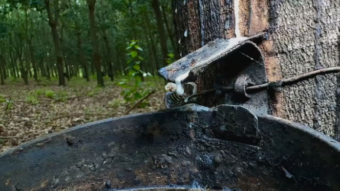excesso-de-chuva-atrapalha-producao-de-latex-no-oeste-paulista